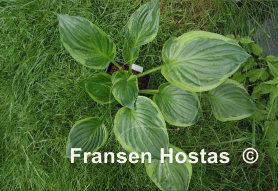 Hosta The Devil's Edge